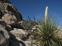 Joshua Tree